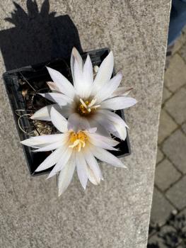Turbinicarpus graminispinus